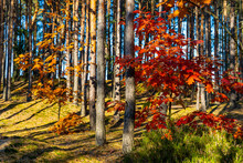 Autumn Panorama Of Mixed Forest Thicket With Colorful Tree Leaves Mosaic In Mazowiecki Landscape Park In Celestynow Town Near Warsaw In Mazovia Region Of Poland