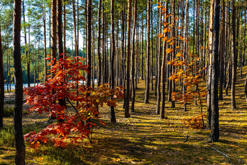 Autumn panorama of mixed forest thicket with colorful tree leaves mosaic in Mazowiecki Landscape Park in Celestynow town near Warsaw in Mazovia region of Poland