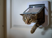 A Mongrel Cat Pass Through The Pet Door