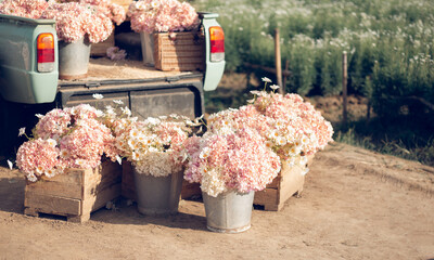 flowers in a wooden crate and tank on the floor behind the old truck in the public garden, attractions for tourists