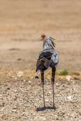 Wall Mural - Secretary Bird in the Kgalagadi