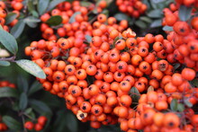 Pyracantha Angustifolia Is A Species Of Shrub In The Rose Family Known By The Common Names Narrowleaf Firethorn,slender Firethorn And Woolly Firethorn.