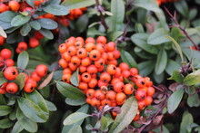 Pyracantha Angustifolia Is A Species Of Shrub In The Rose Family Known By The Common Names Narrowleaf Firethorn,slender Firethorn And Woolly Firethorn.