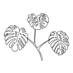 Wall Mural - Illustration of three monstera leaves isolated on a white background