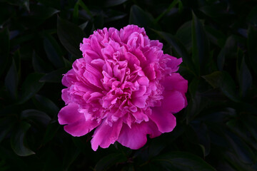 Wall Mural - beautiful large bright pink peony flower close-up on the background of green leaves in the garden. p