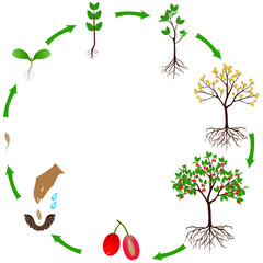 Wall Mural - Life cycle of a dogwood plant on a white background.