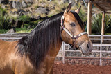 Fototapeta Konie - Beautiful fine thoroughbred horse outside