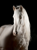 Fototapeta Konie - Beautiful snow-white horses on a black background