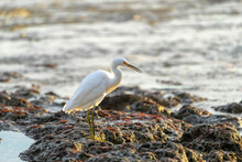 Great White Egret On Rocks At Beach At Low Tide