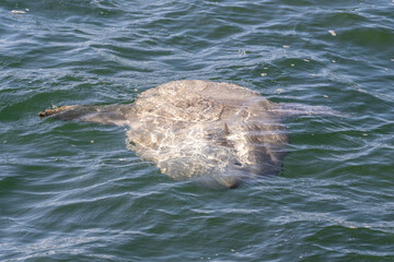 Sunfish swimming in Monterey Bay near Santa Cruz, California