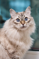  beautiful fluffy gray cat with blue eyes on a blue background. High quality photo
