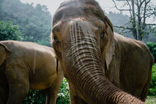 Elefante En Tailandia