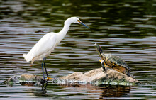 Confrontation Between Snowy Egret And Turtle