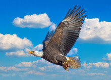Bald Eagle Flying With Fish In Its Talons