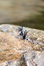 Blue Dragonfly On A Rock