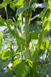 Three sisters companion planting  - beans with green pods climbing corn flower, pumpkins and squashes are shading the ground.