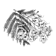 blooming branch with leaves of jacaranda tree vector illustration.hand drawn sketch black and white 