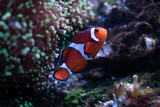 Fototapeta Do akwarium - clown fish in aquarium