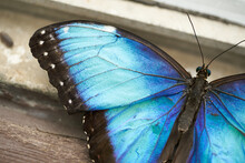 Blue Butterfly On A Wall