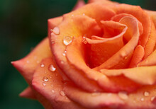 Red And Orange Rose With Water Drops