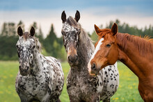 Three Horses In The Paddock In Summer
