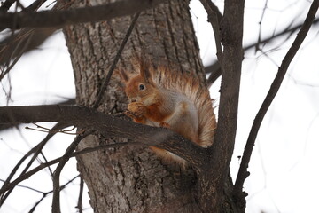 Wall Mural - squirrel on a tree