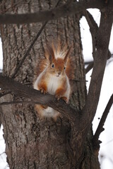 Wall Mural - squirrel on a tree