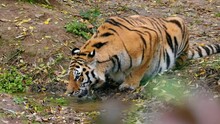 Siberian Tiger (Panthera Tigris Altaica) Drinking Water And Playing