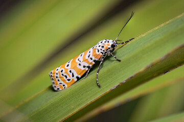 Wall Mural - Orange Black and White Polka Dot Moth