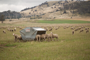 Sheep grazing and feeding from feed grain bins on a farm paddock