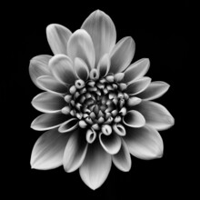 Black And White Dahlia Flower
