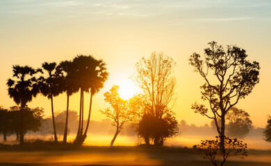 silhouette tree in thailand with Sunrise.Tree silhouetted against a setting sun.Dark tree on open field dramatic sunrise.Typical thailand sunset with trees in Khao Yai National Park, Thailand