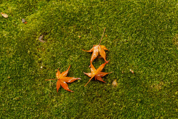 leaves on the moss
