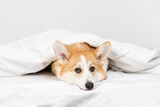 Fototapeta Psy - Corgi puppy lying on the bed under the covers and looking at the camera