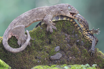 A Halmahera giant gecko (Gehyra marginata) is fighting a young monitor lizard (Varanus salvator). The battle between these two predators was won by the Halmahera giant gecko. 