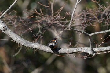 Wall Mural - daurian redstart on the branch