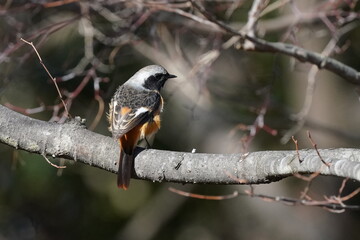 Wall Mural - daurian redstart on the branch