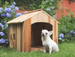 white  short hair  Chihuahua dogs sitting in front of  wooden dog house, smiling and looking at camera. Purple flowers garden background.