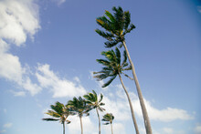 Palm Trees On A Windy Day At The Beach