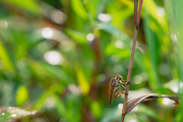 predatory insect on bokeh background
can be used to copy space text