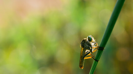 predatory insect on bokeh background
can be used to copy space text