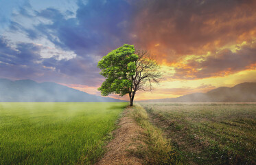 Environmental and global warming concepts, Live and dead big tree
