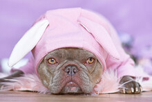 Lilac Brindle French Bulldog Dog Wearing Pink Easter Bunny Costume  Hoodie