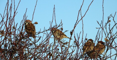 The great tit (Parus major) is a passerine bird in the tit family Paridae.