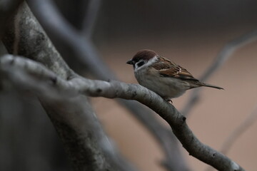 Poster - sparrow in the forest