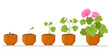 Cartoon plant growth process, flower seed, sprout growing into flower. House potted plant growth phases isolated vector illustration. Flower growth cycle
