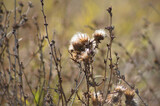 Fototapeta Dmuchawce - Fluffy creeping thistle seeds closeup view with blurred background