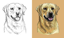 Vector Hand Drawing Dog Labrador Retriever Monochrome And Color