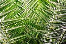 Green Palm Leaves Close Up Fanned Out Against The Sky
