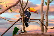 Toucan Sitting On A Branch